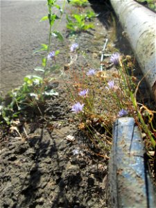 unerwartet an diesem Standort: Berg-Sandglöckchen (Jasione montana) am Straßenrand in Bruchmühlbach-Miesau