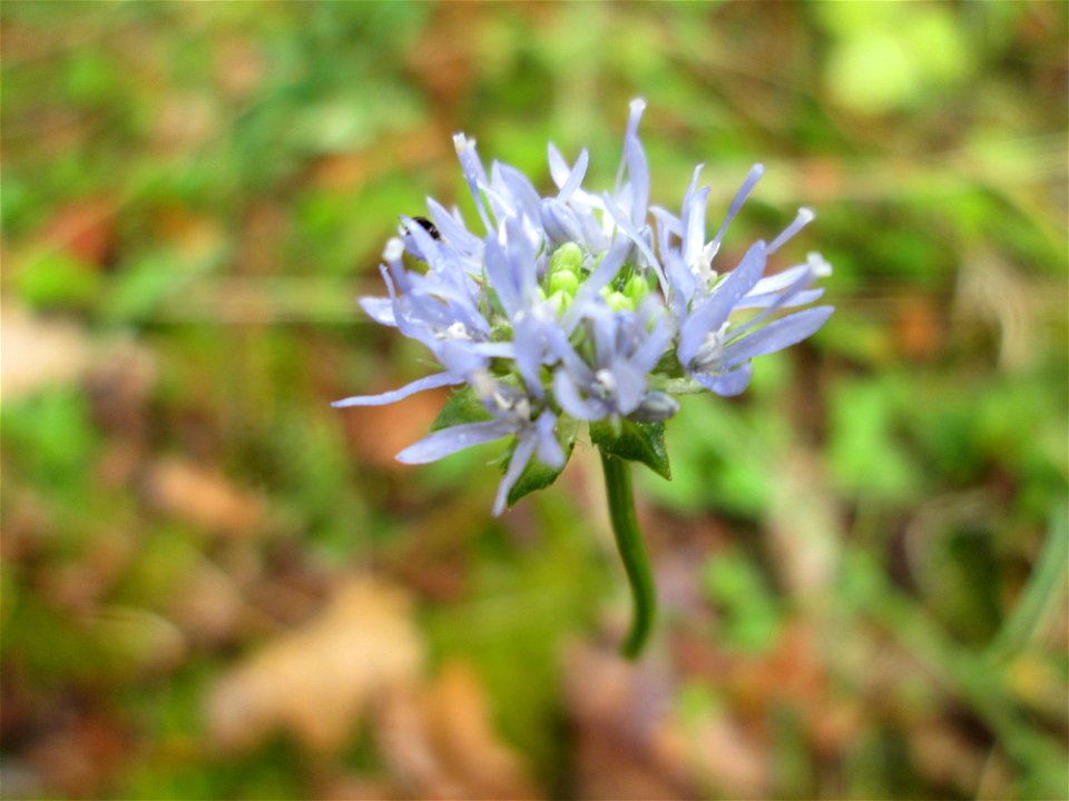 Berg-Sandglöckchen (Jasione montana) am Facher Kopf bei Kennfus
