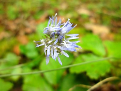 Berg-Sandglöckchen (Jasione montana) am Facher Kopf bei Kennfus