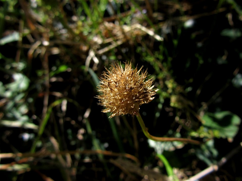 Plant in Milizac, FRANCE