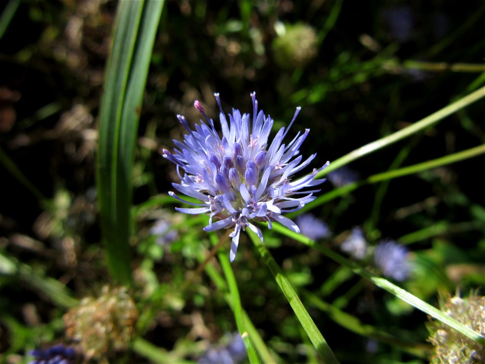 Plant in Milizac, FRANCE