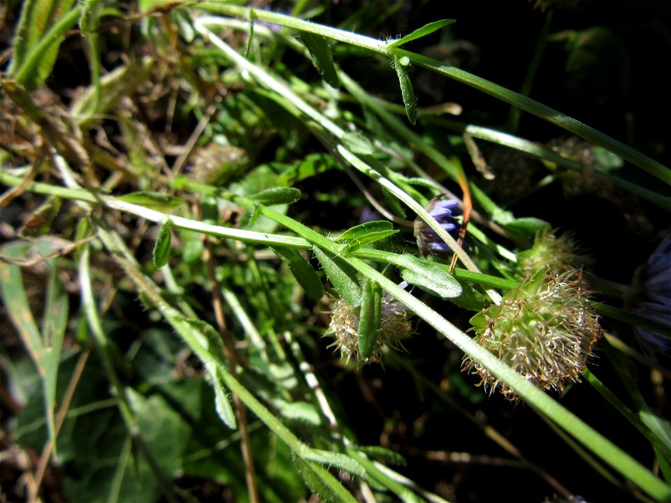 Plant in Milizac, FRANCE