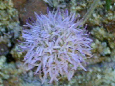 Jasione montana flowers close up, Sierra Madrona, Spain