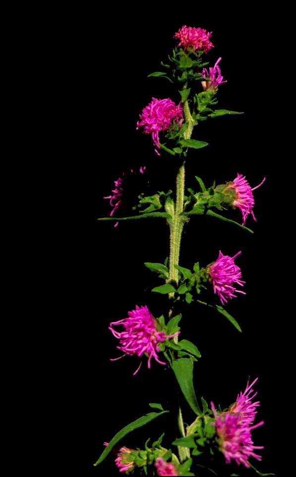 Image title: Button blazingstar flower
Image from Public domain images website, http://www.public-domain-image.com/full-image/flora-plants-public-domain-images-pictures/flowers-public-domain-images-pi
