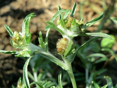 Sumpf-Ruhrkraut (Gnaphalium uliginosum) in der "Au" bei Hockenheim