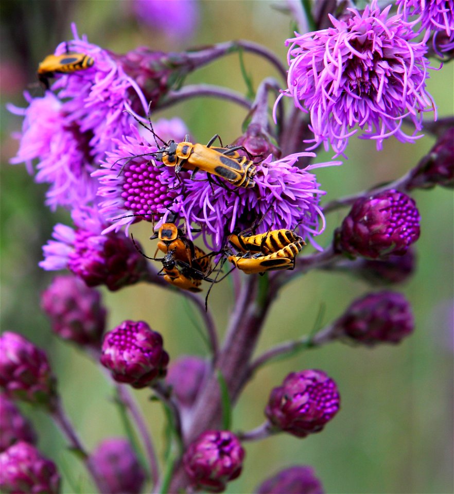 Liatris aspera photo