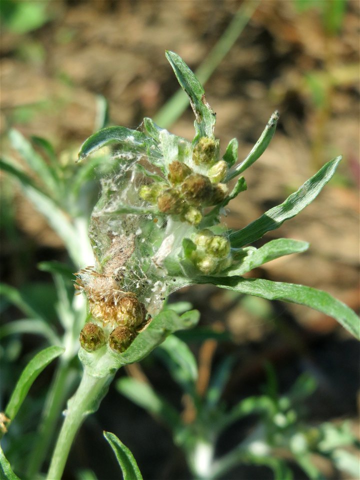 Sumpf-Ruhrkraut (Gnaphalium uliginosum) in der "Au" bei Hockenheim