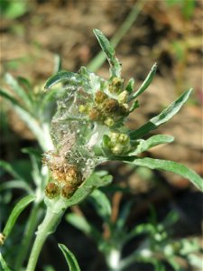 Sumpf-Ruhrkraut (Gnaphalium uliginosum) in der "Au" bei Hockenheim