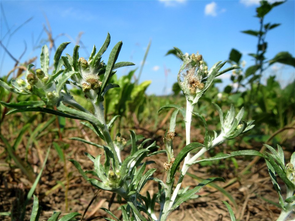 Sumpf-Ruhrkraut (Gnaphalium uliginosum) in der "Au" bei Hockenheim