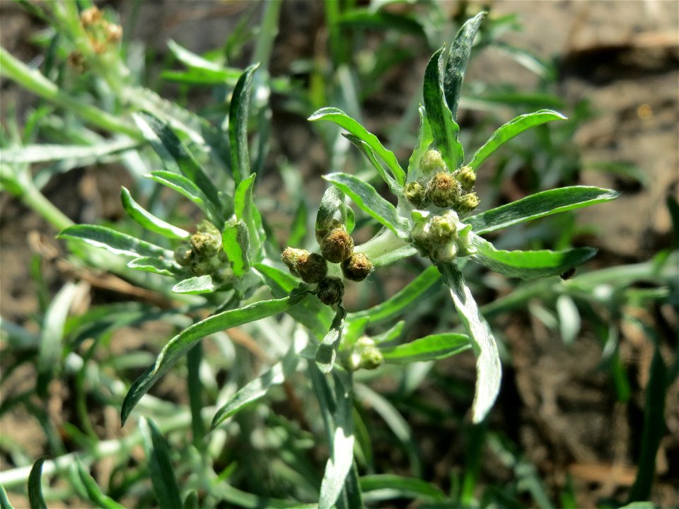 Sumpf-Ruhrkraut (Gnaphalium uliginosum) in der "Au" bei Hockenheim