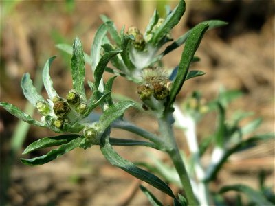 Sumpf-Ruhrkraut (Gnaphalium uliginosum) in der "Au" bei Hockenheim