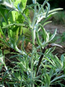 Sumpf-Ruhrkraut (Gnaphalium uliginosum) in der "Au" bei Hockenheim