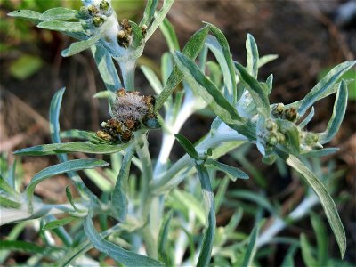 Sumpf-Ruhrkraut (Gnaphalium uliginosum) in der "Au" bei Hockenheim