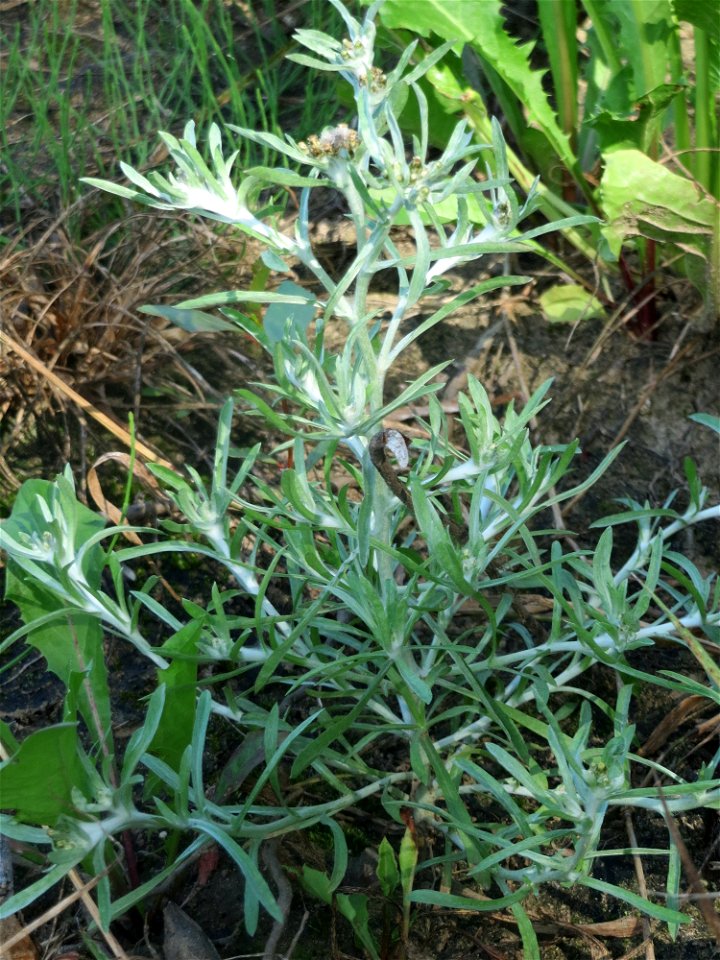 Sumpf-Ruhrkraut (Gnaphalium uliginosum) in der "Au" bei Hockenheim