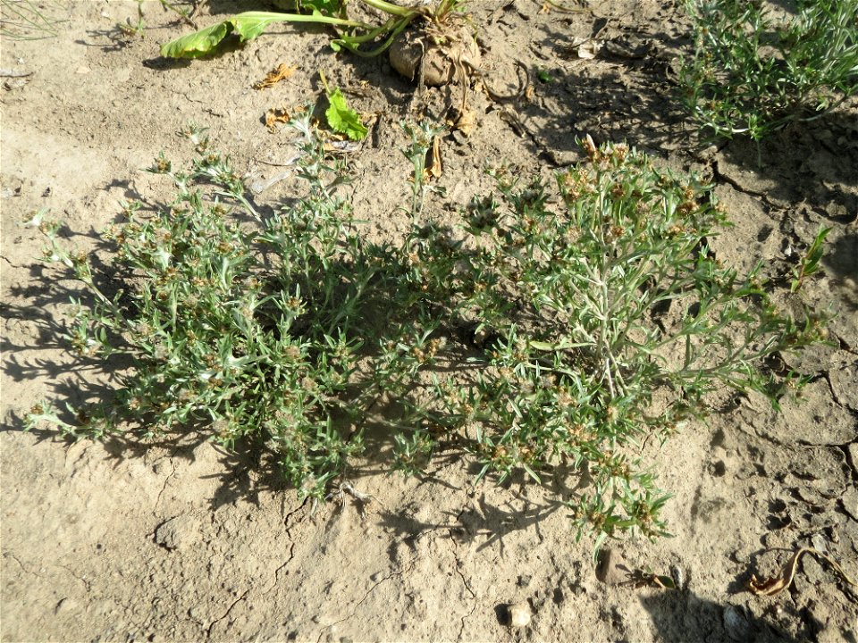 Sumpf-Ruhrkraut (Gnaphalium uliginosum) in der "Au" bei Hockenheim