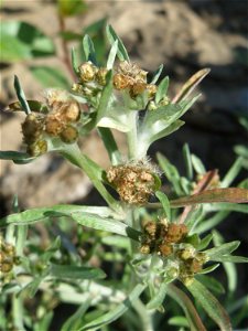 Sumpf-Ruhrkraut (Gnaphalium uliginosum) in der "Au" bei Hockenheim