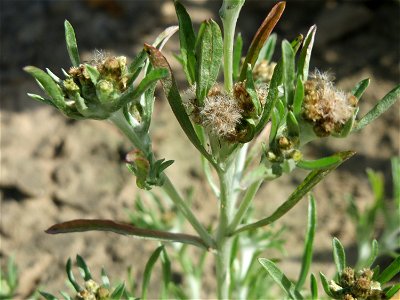 Sumpf-Ruhrkraut (Gnaphalium uliginosum) in der "Au" bei Hockenheim