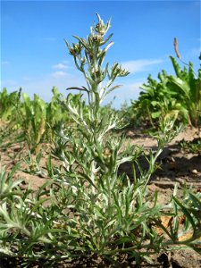 Sumpf-Ruhrkraut (Gnaphalium uliginosum) in der "Au" bei Hockenheim