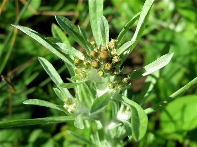 Sumpf-Ruhrkraut (Gnaphalium uliginosum) im Naturschutzgebiet "St. Arnualer Wiesen"