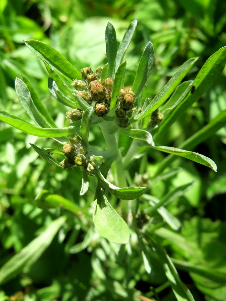 Sumpf-Ruhrkraut (Gnaphalium uliginosum) im Naturschutzgebiet "St. Arnualer Wiesen"