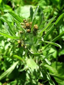 Sumpf-Ruhrkraut (Gnaphalium uliginosum) im Naturschutzgebiet "St. Arnualer Wiesen" photo