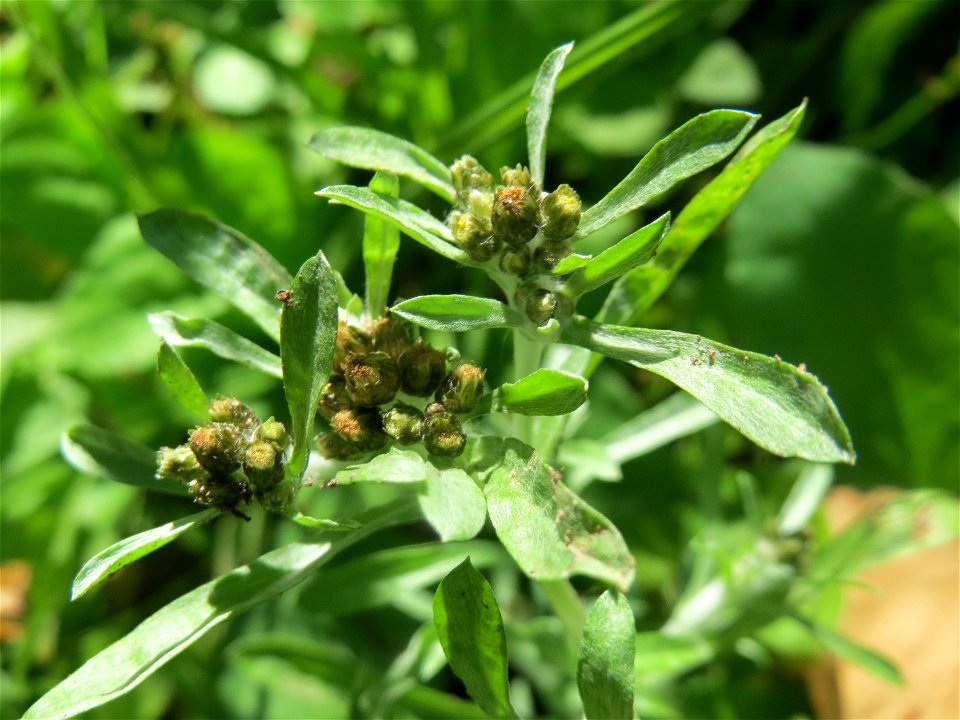 Sumpf-Ruhrkraut (Gnaphalium uliginosum) im Naturschutzgebiet "St. Arnualer Wiesen"