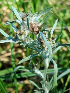 Sumpf-Ruhrkraut (Gnaphalium uliginosum) im Naturschutzgebiet "St. Arnualer Wiesen" photo