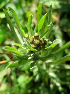 Sumpf-Ruhrkraut (Gnaphalium uliginosum) im Naturschutzgebiet "St. Arnualer Wiesen"