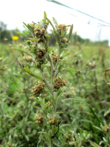 Sumpf-Ruhrkraut (Gnaphalium uliginosum) bei Kennfus