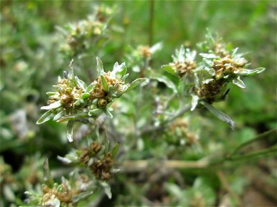 Sumpf-Ruhrkraut (Gnaphalium uliginosum) bei Kennfus