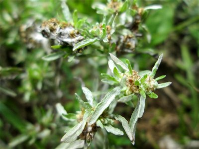 Sumpf-Ruhrkraut (Gnaphalium uliginosum) bei Kennfus