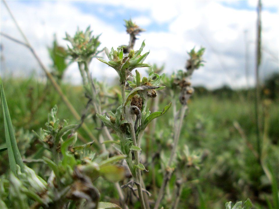 Sumpf-Ruhrkraut (Gnaphalium uliginosum) bei Kennfus