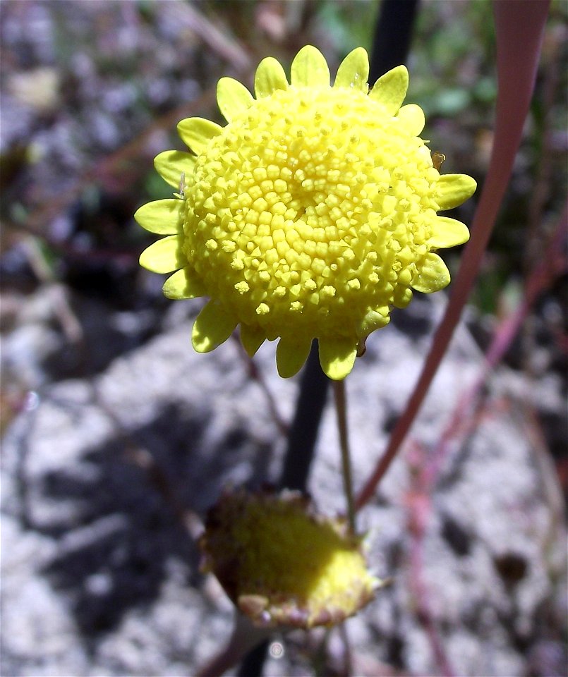 Cotula turbinata in the UC Botanical Garden, Berkeley, California, USA. Identified by sign.
