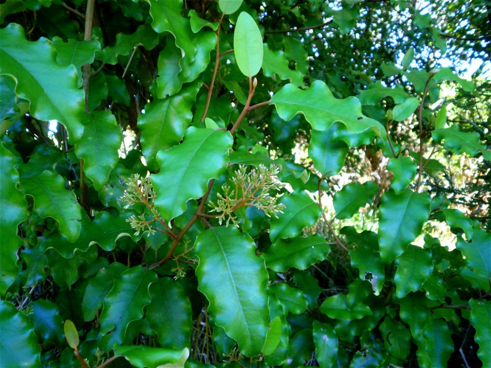 Olearia paniculata, juvenile plant at Pauatahanui Wildlife Reserve, Wellington, New Zealand.