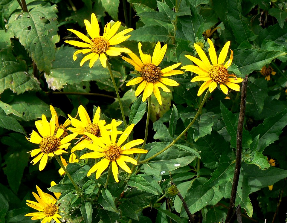 Sawtooth Sunflowers (Helianthus grosserratus)