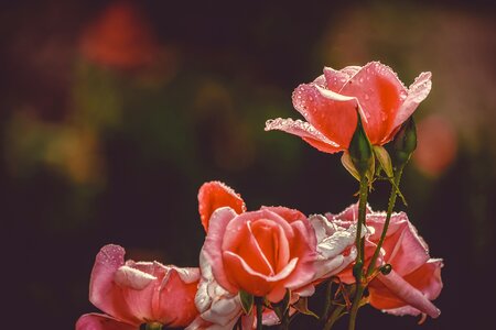 Bloom pink plant photo