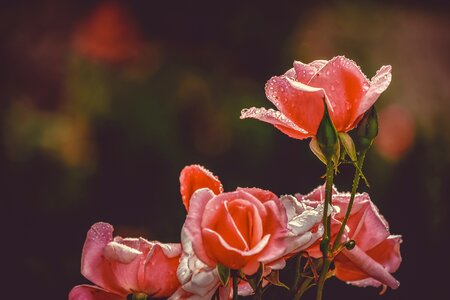 Bloom pink plant