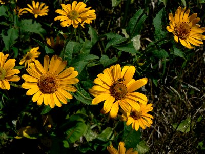 Helianthus grosserratus Sawtooth sunflower