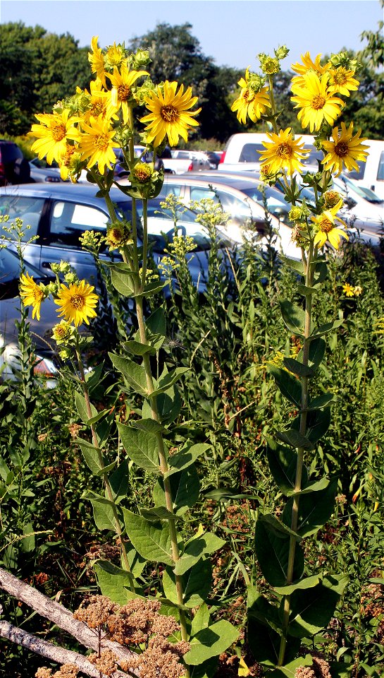 Self made image of Silphium integrifolium taken late summer of 2008.