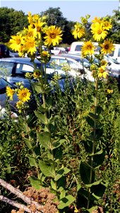 Self made image of Silphium integrifolium taken late summer of 2008.
