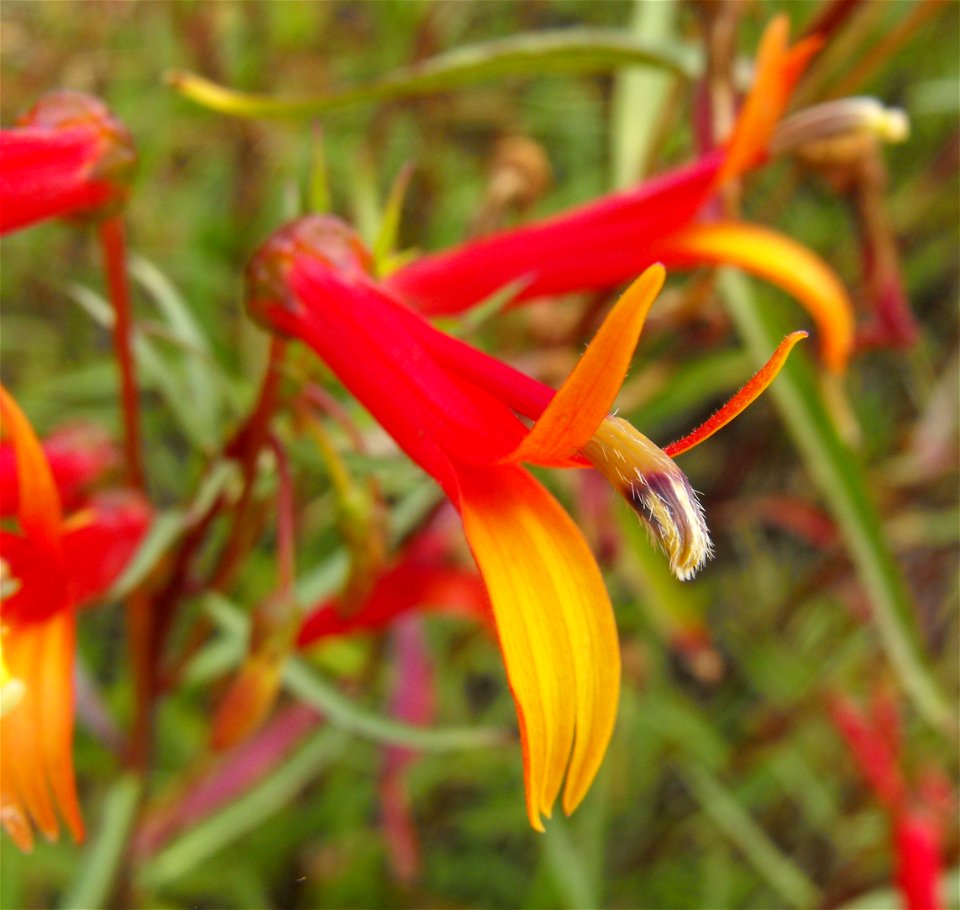Lobelia laxiflora in the Water Conservation Garden at Cuyamaca College in El Cajon, California, USA. Identified by sign.