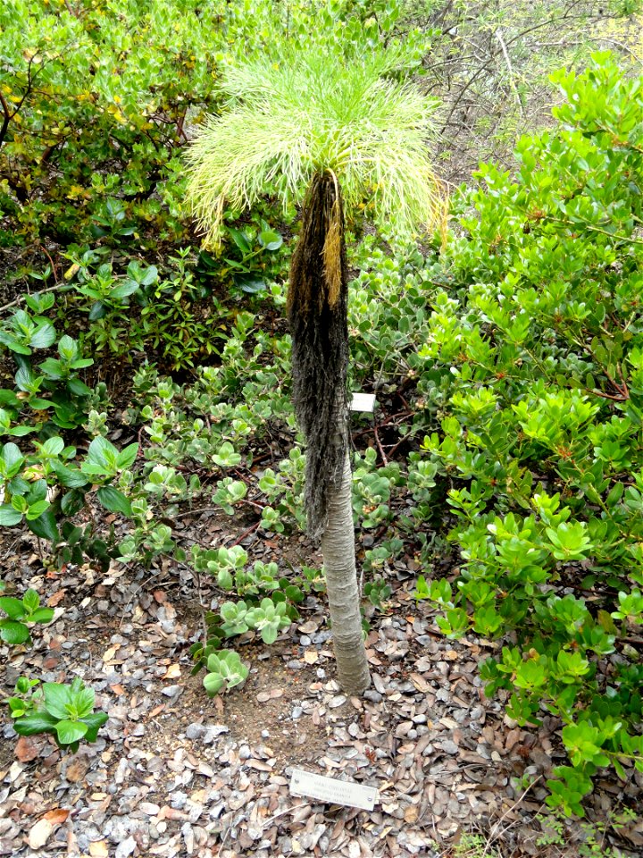 Coreopsis gigantea specimen in the University of California Botanical Garden, Berkeley, California, USA.