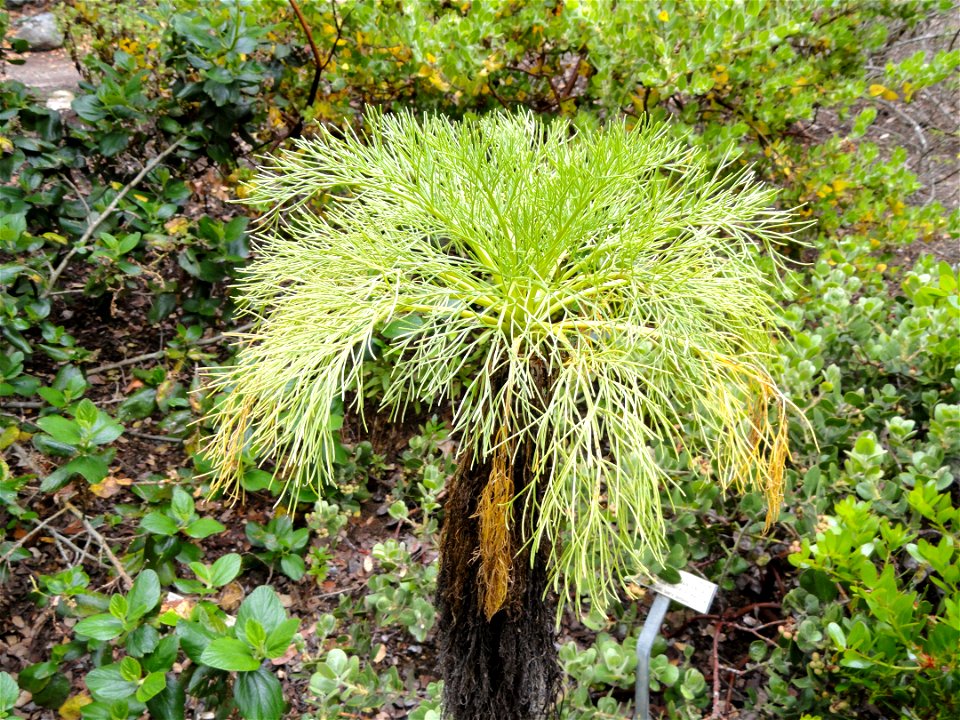 Coreopsis gigantea specimen in the University of California Botanical Garden, Berkeley, California, USA.