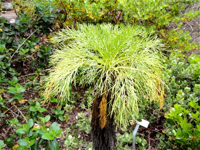 Coreopsis gigantea specimen in the University of California Botanical Garden, Berkeley, California, USA.