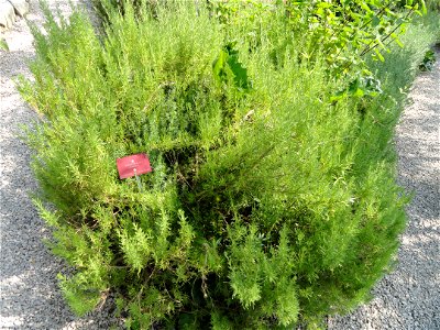 Eriocephalus africanus specimen in the Jardin botanique du Val Rahmeh, Menton, Alpes-Maritimes, France.