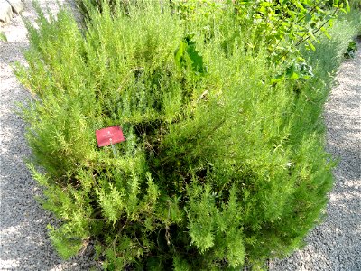 Eriocephalus africanus specimen in the Jardin botanique du Val Rahmeh, Menton, Alpes-Maritimes, France. photo