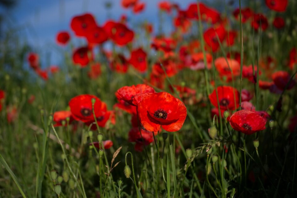 Klatschmohn nature mohngewaechs