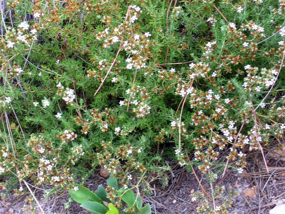 Eriocephalus africanus flowers close up, Torrelamata, Torrevieja, Alicante, Spain
