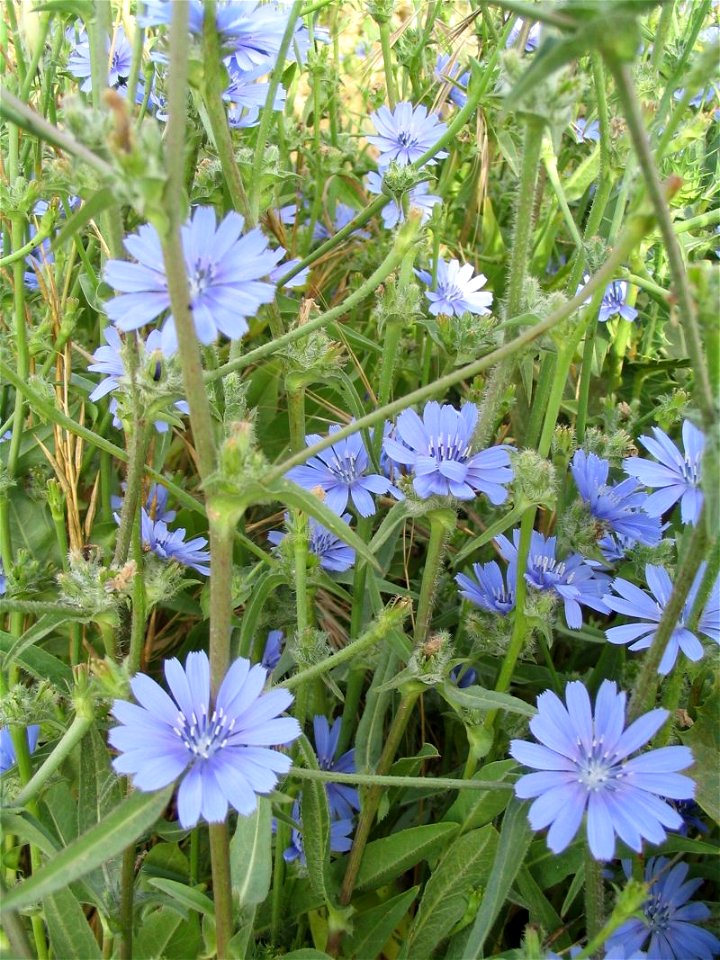Cichorium pumilum near the Yagur junction (near Kibbutz Yagur, on the boundary between Mount Carmel and Zebulun valley), Israel.