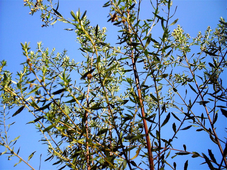 Baccharis dracunculifolia, alecrim-do-campo